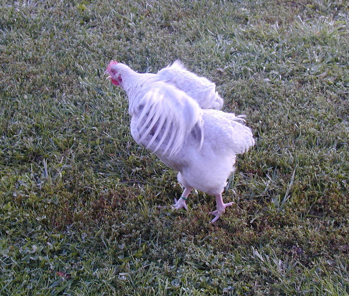 900x900px-LL-55aece97_CuckooLavCrow3.10.1.12.jpeg