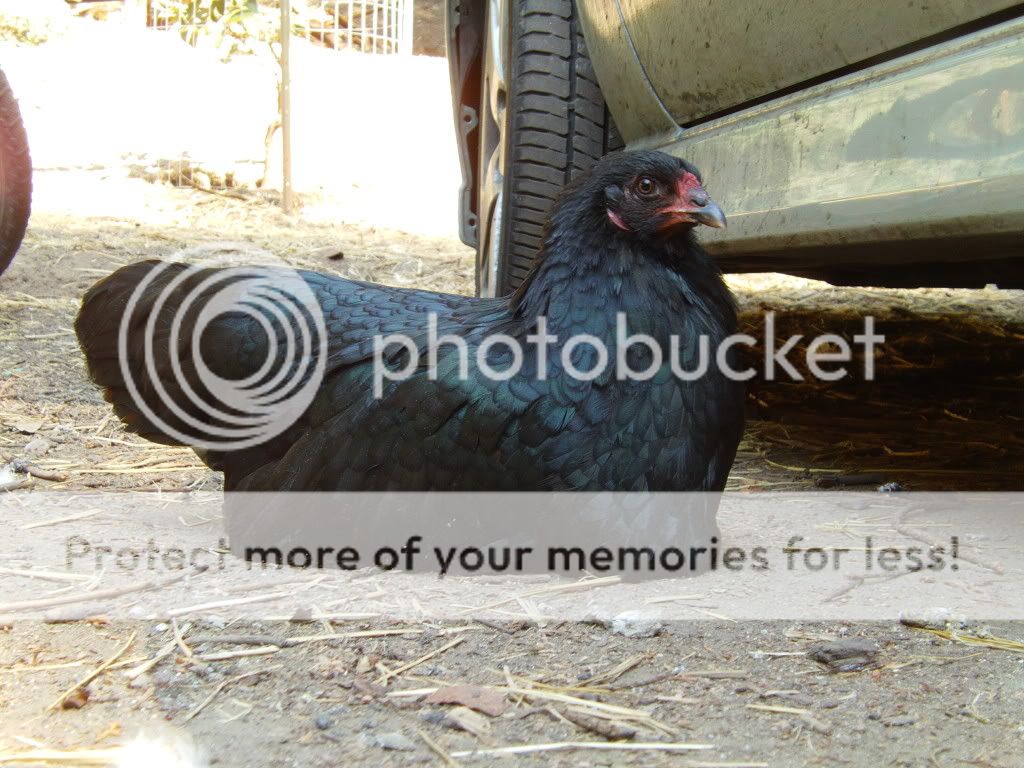 FILE0162.jpg