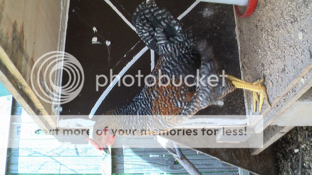 junechicken014.jpg