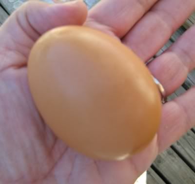 XPB_FirstHUGEegg1_23Aug08.jpg