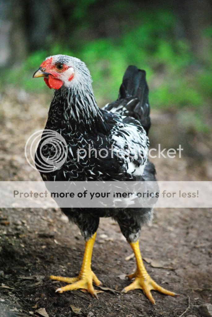 beachandchickens252.jpg