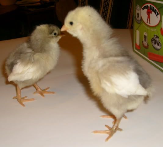 feedstorechicks005.jpg