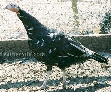 MottledBlackHen.JPEG