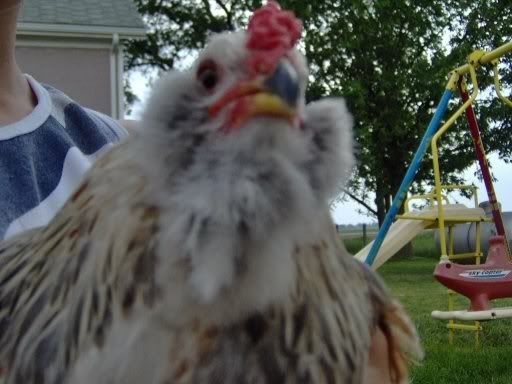 ChickenDuck12weeksold.jpg