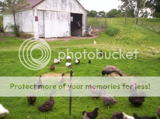 thecflockwithgaragejuly30th2010.jpg
