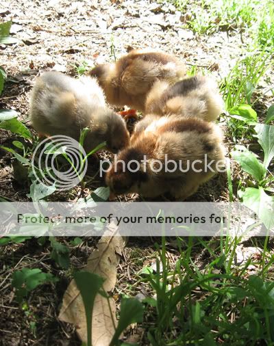 chicks-blrwgroup.jpg