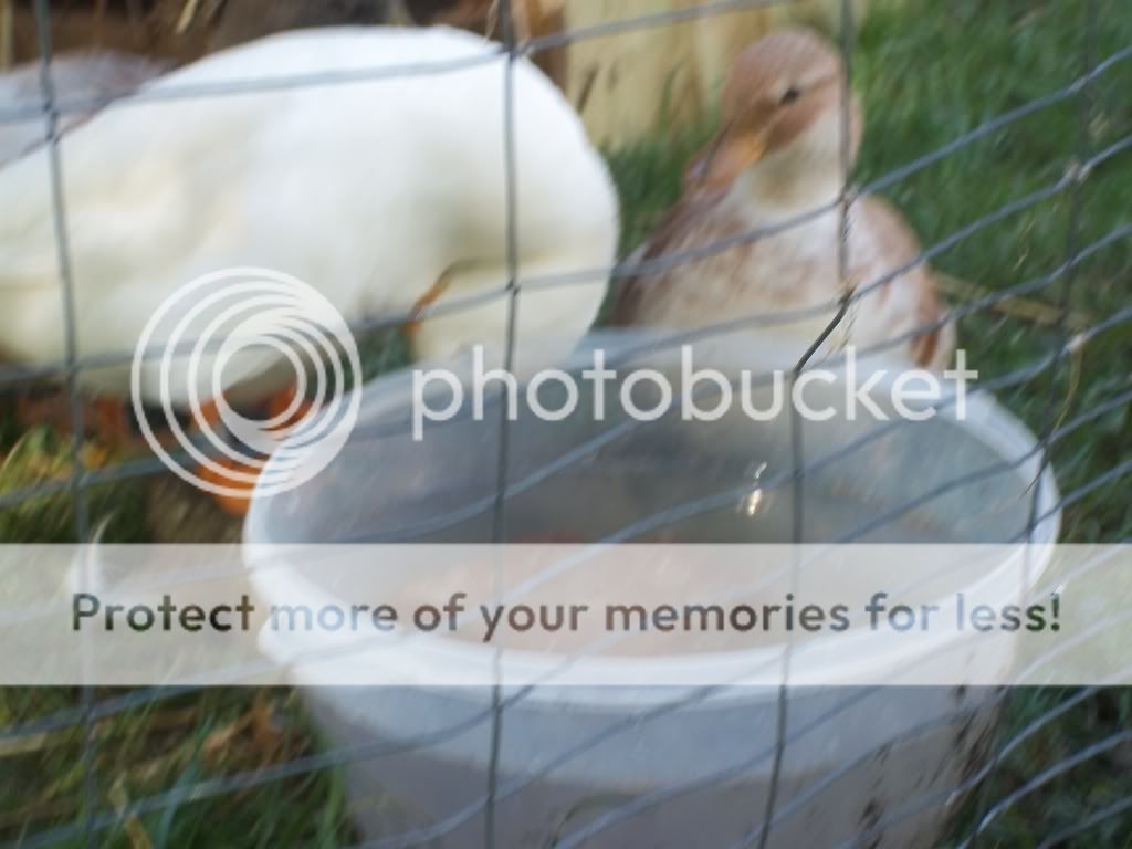CallDucks029.jpg