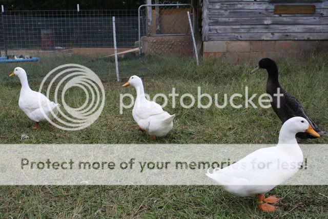 Ducks2002.jpg
