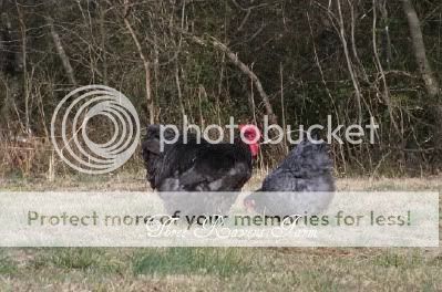 WinstonandCLementine01-15-2011.jpg