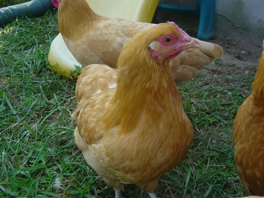 Chickengirls1003.jpg