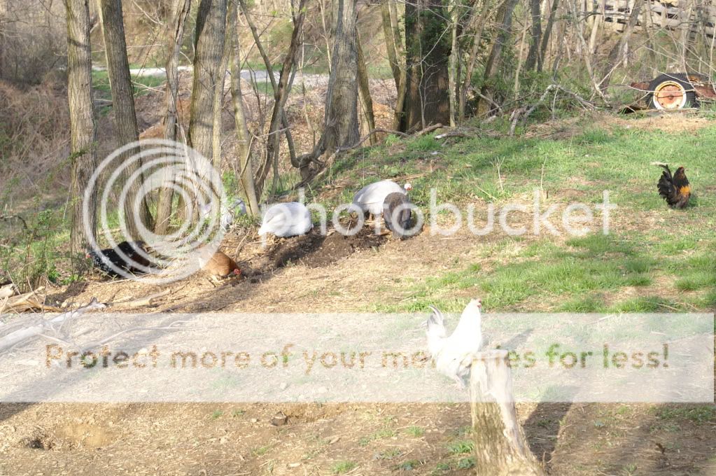 mychickens039.jpg