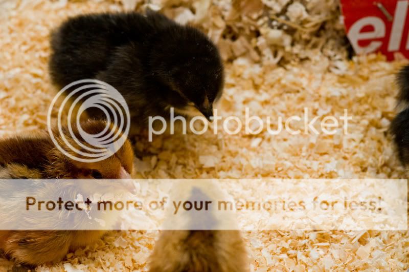 0806babychick002-2.jpg