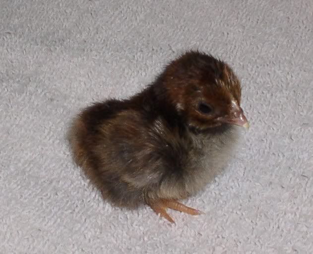 chocchick72311005.jpg