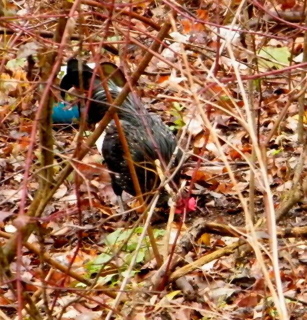 DSCF1231-1.jpg