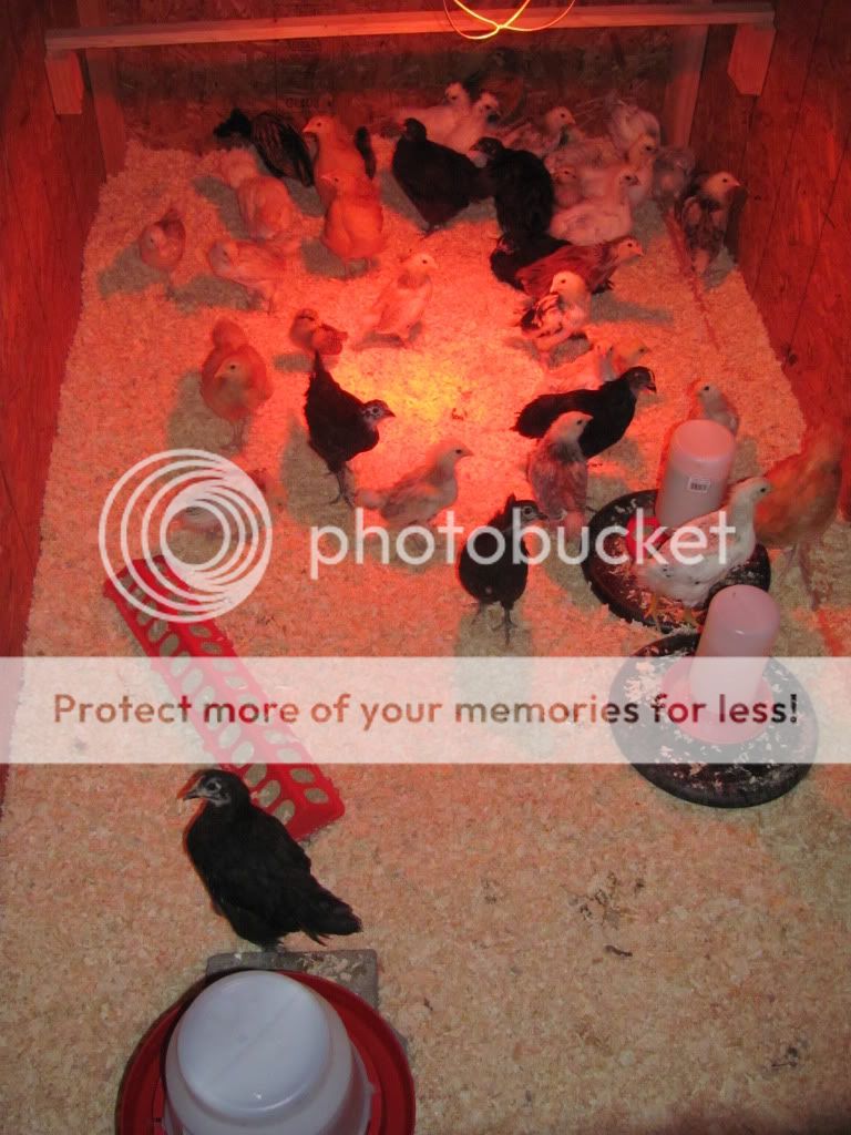 brooder7.jpg