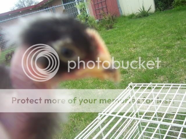 100_2783.jpg