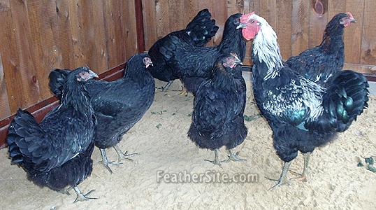 YurlowerFlock.JPEG