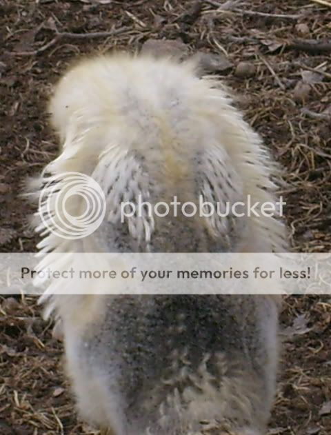 duckquestions004.jpg