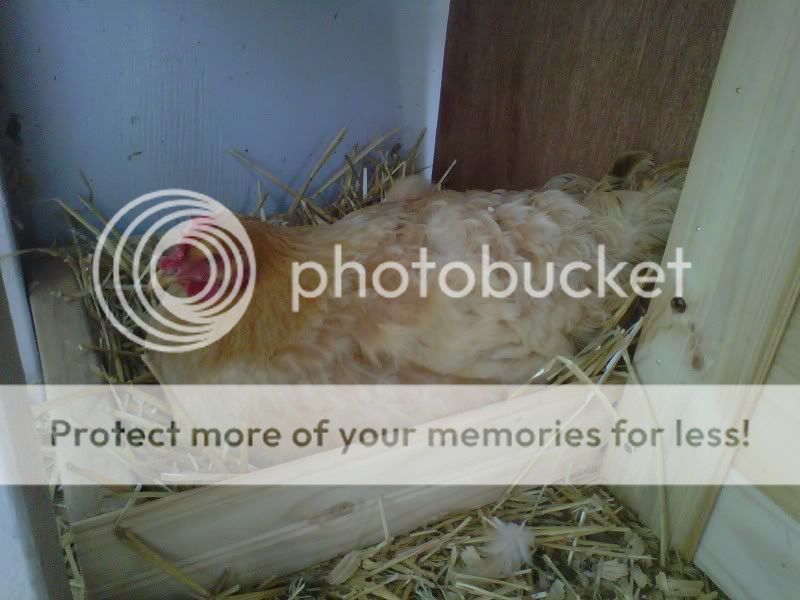IMG00064-20110522-1010.jpg