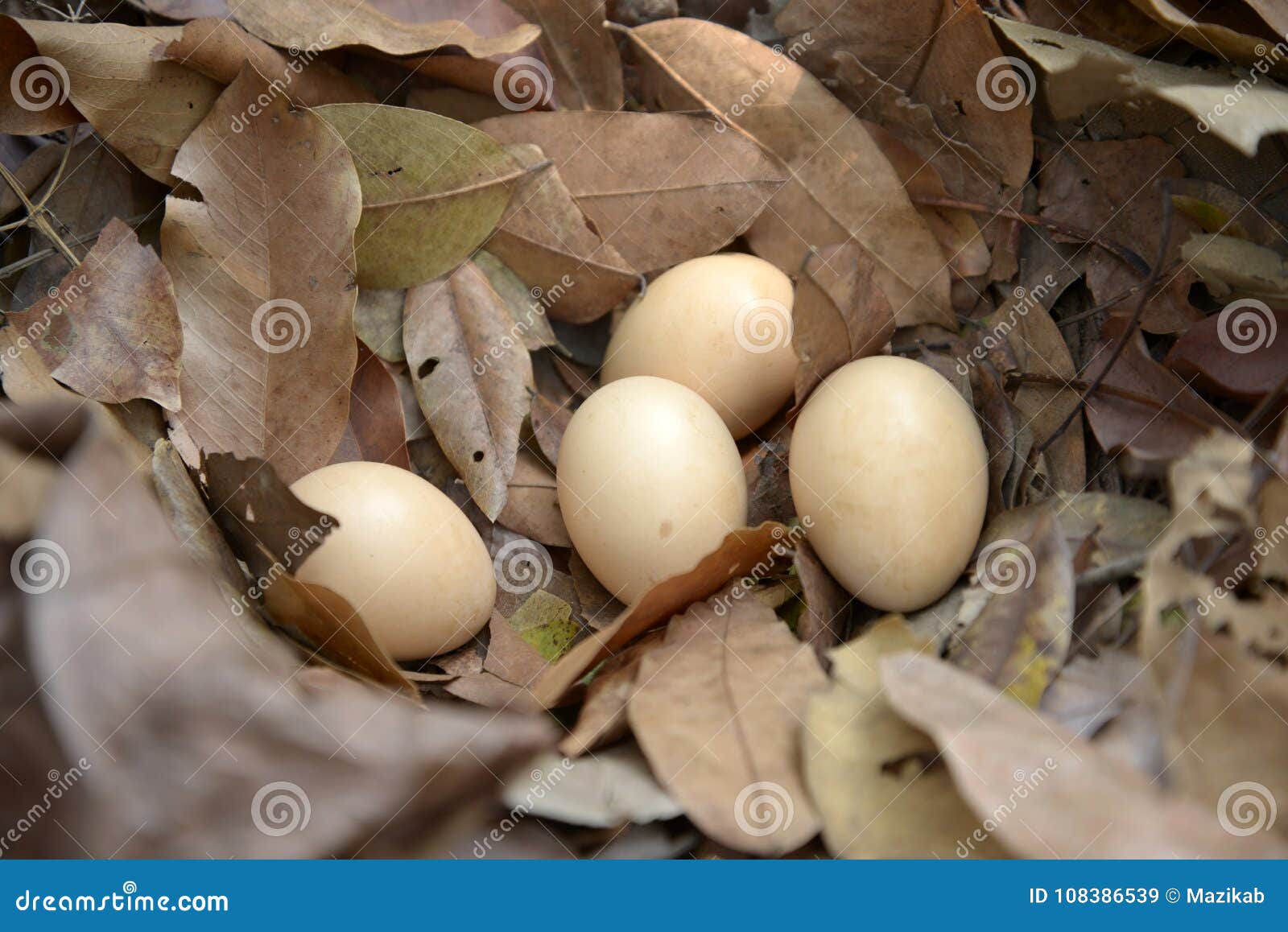 red-junglefowl-egg-four-red-junglefowl-eggs-net-made-leaf-108386539.jpg