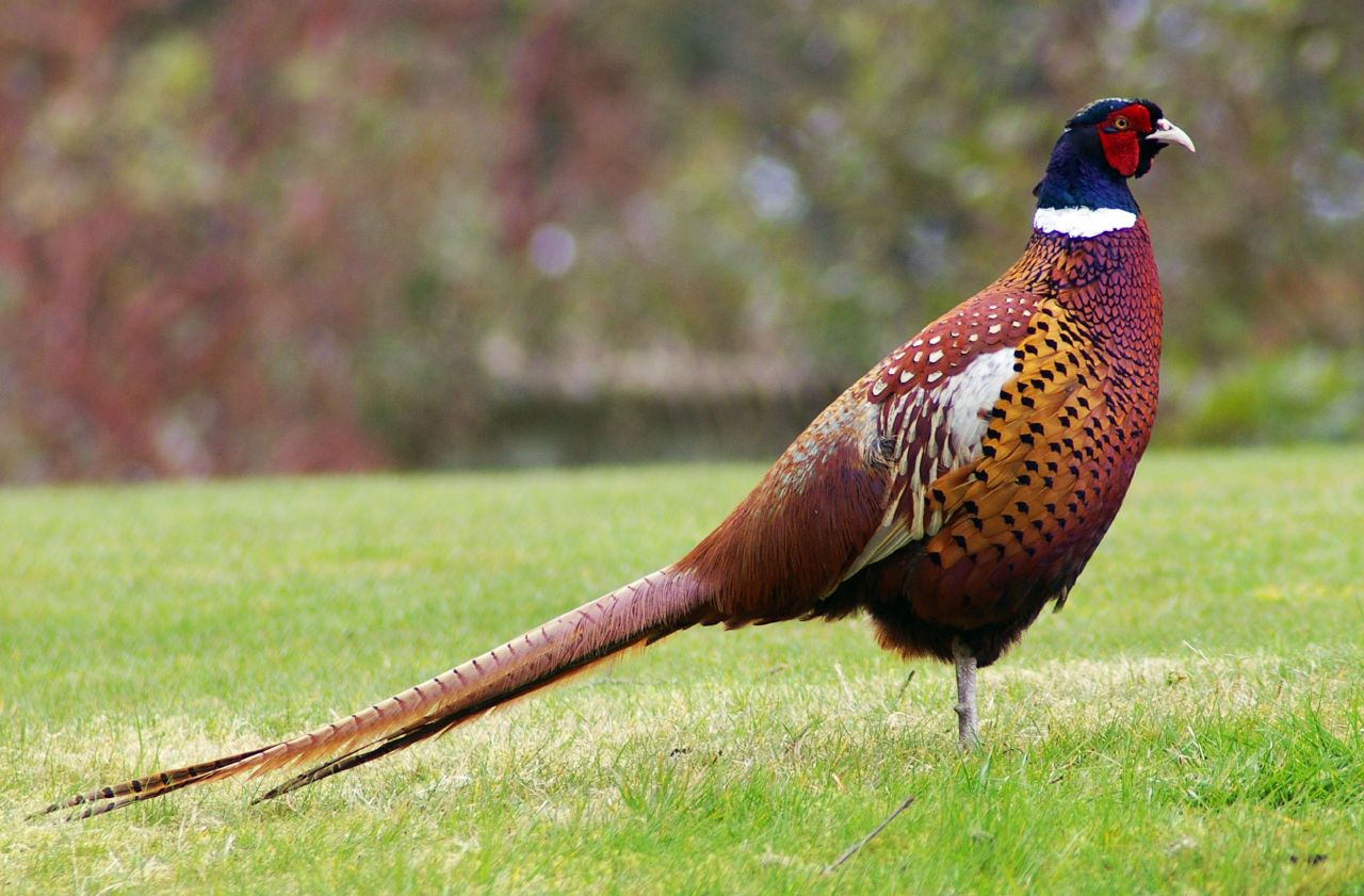 Pheasantmmm.jpg