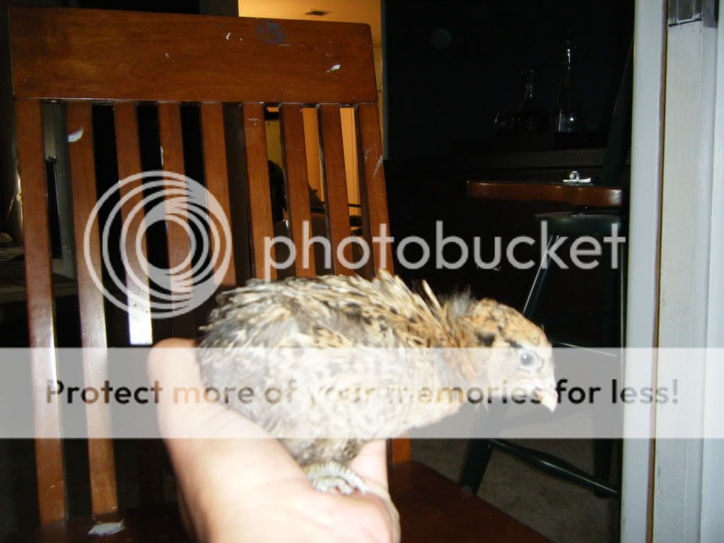 DSCF4737.jpg