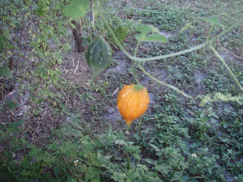PA210046.jpg