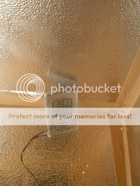 incubatorpics006.jpg