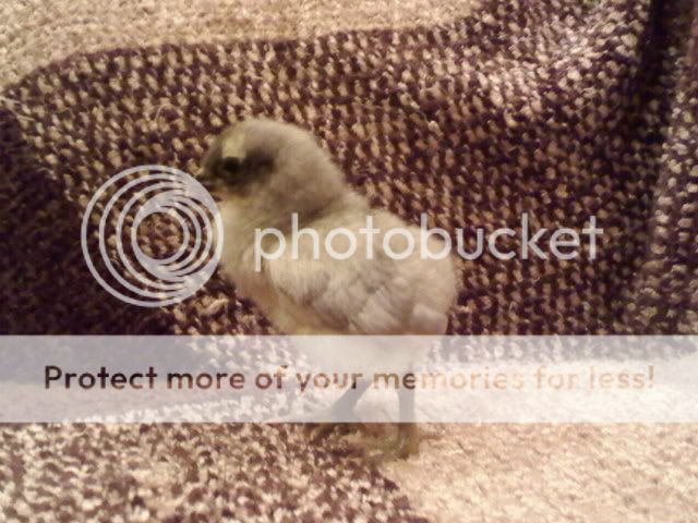 Bluearaucanachick-1.jpg