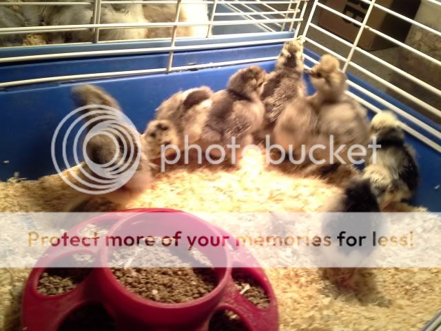 20131213_184924_zps7d4f136d.jpg