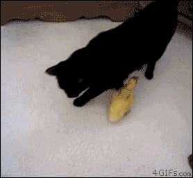 tumblr_mkv1nrPq9m1r2cjh6o1_400.gif
