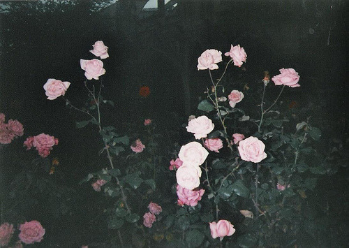 tumblr_m00yg1dWEx1rq6opho1_500.jpg