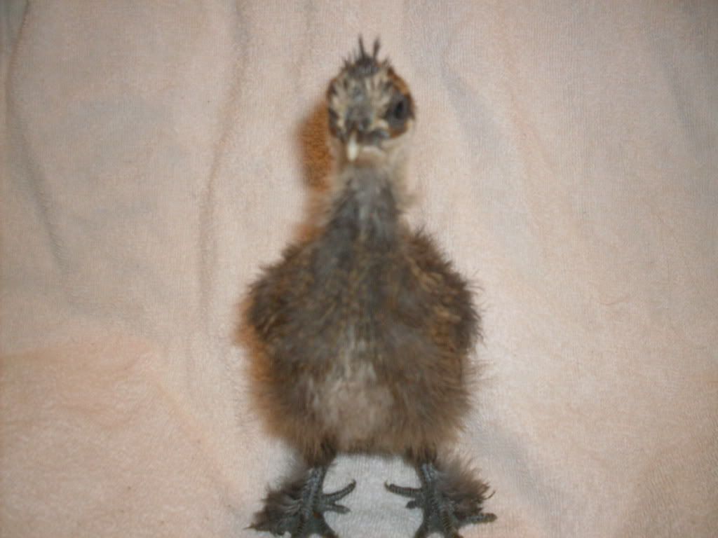 chicks1015.jpg