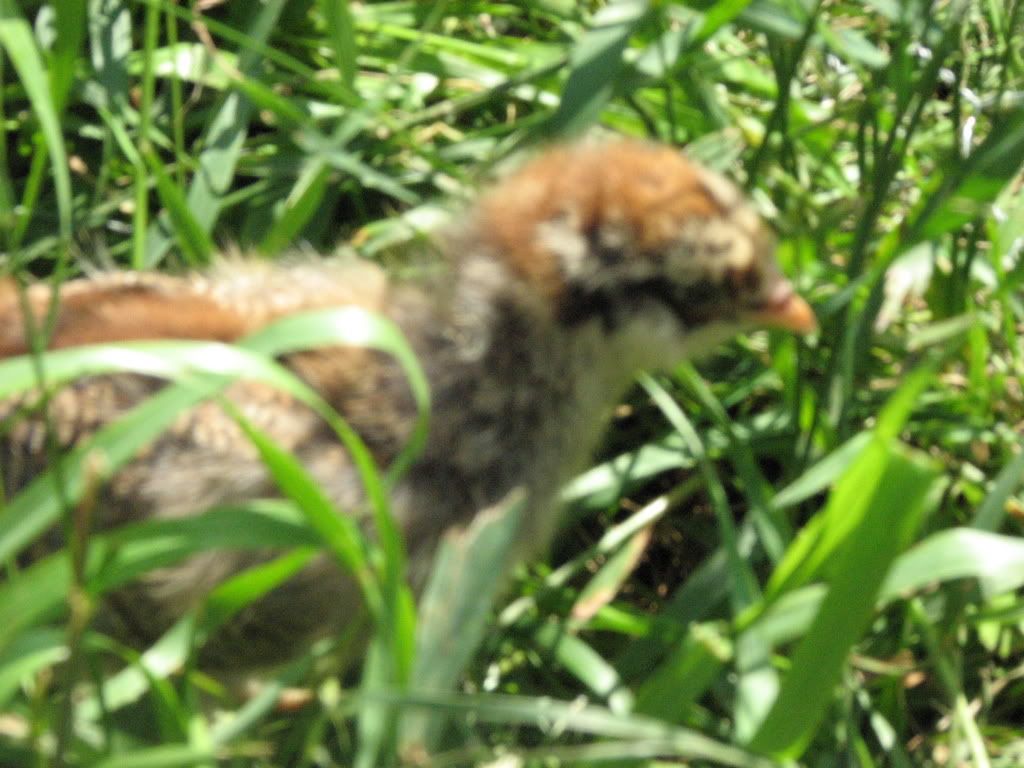 chicks008.jpg