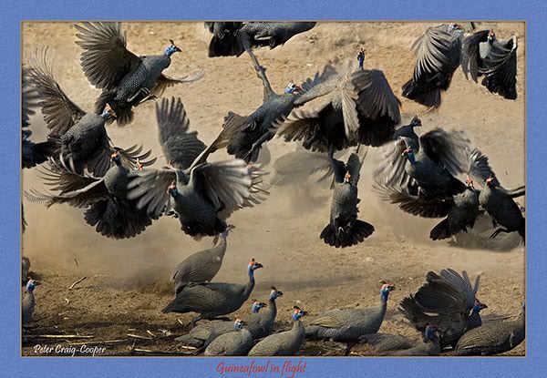 Flight-Helmeted-Guinea-fowl-in-.jpg