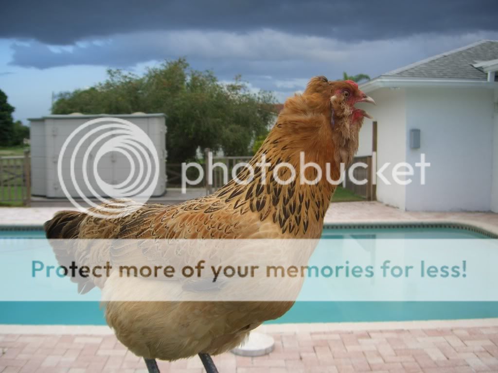 july09009.jpg