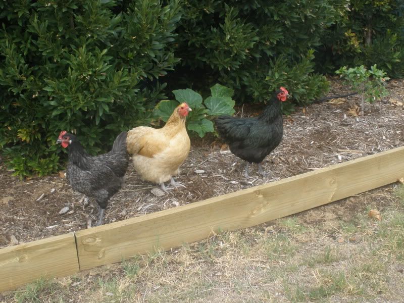 3chooks.jpg