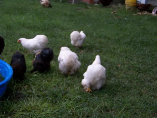 Bantamcochins014.jpg