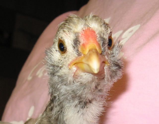 chick1.jpg