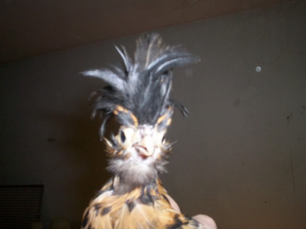 newchicks018.jpg