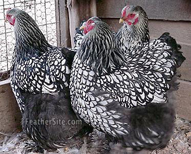 SilverLacedCochinHens.JPEG