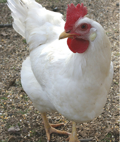 leghorn-white.png