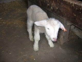 IMG_1054.jpg