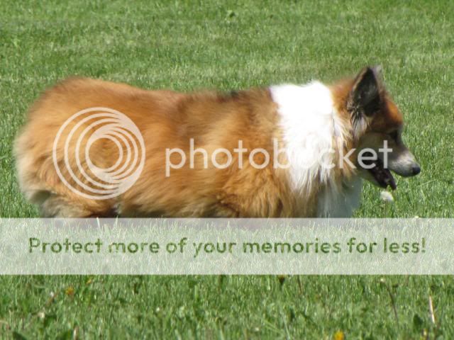 2010corgipicnic006.jpg