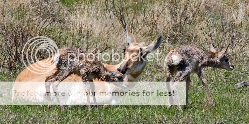pronghorn3.jpg