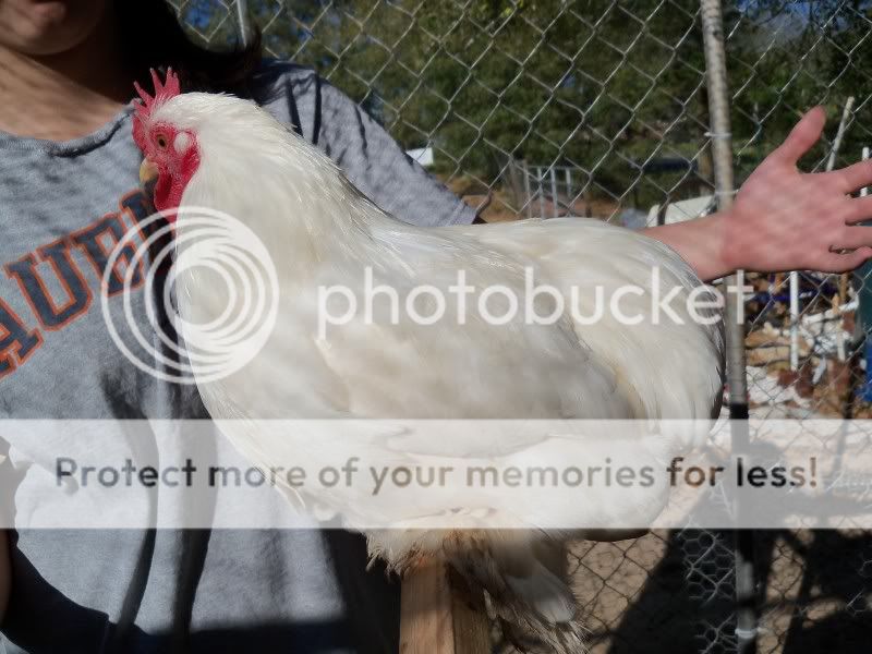 barnyard033.jpg