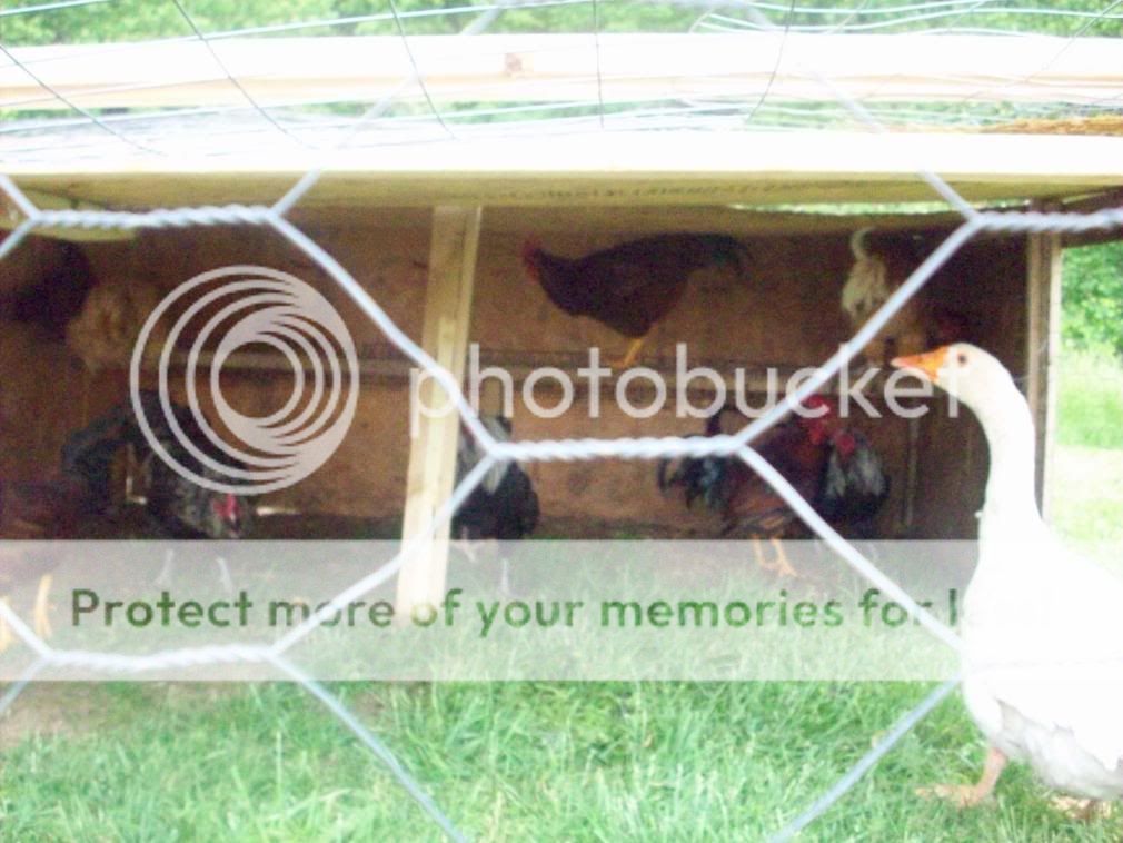 chickens080.jpg