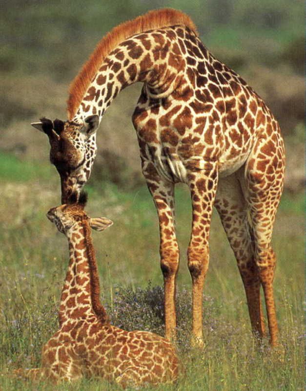 giraffe-12.jpg