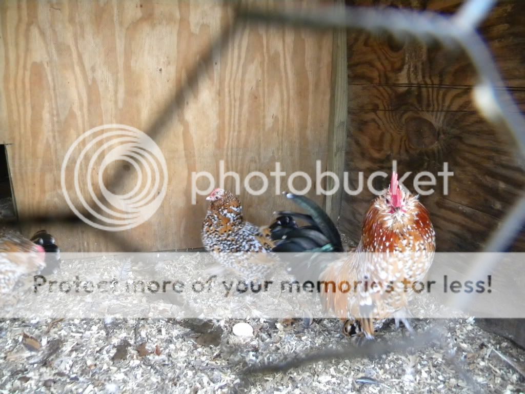 rabbits3-28029.jpg