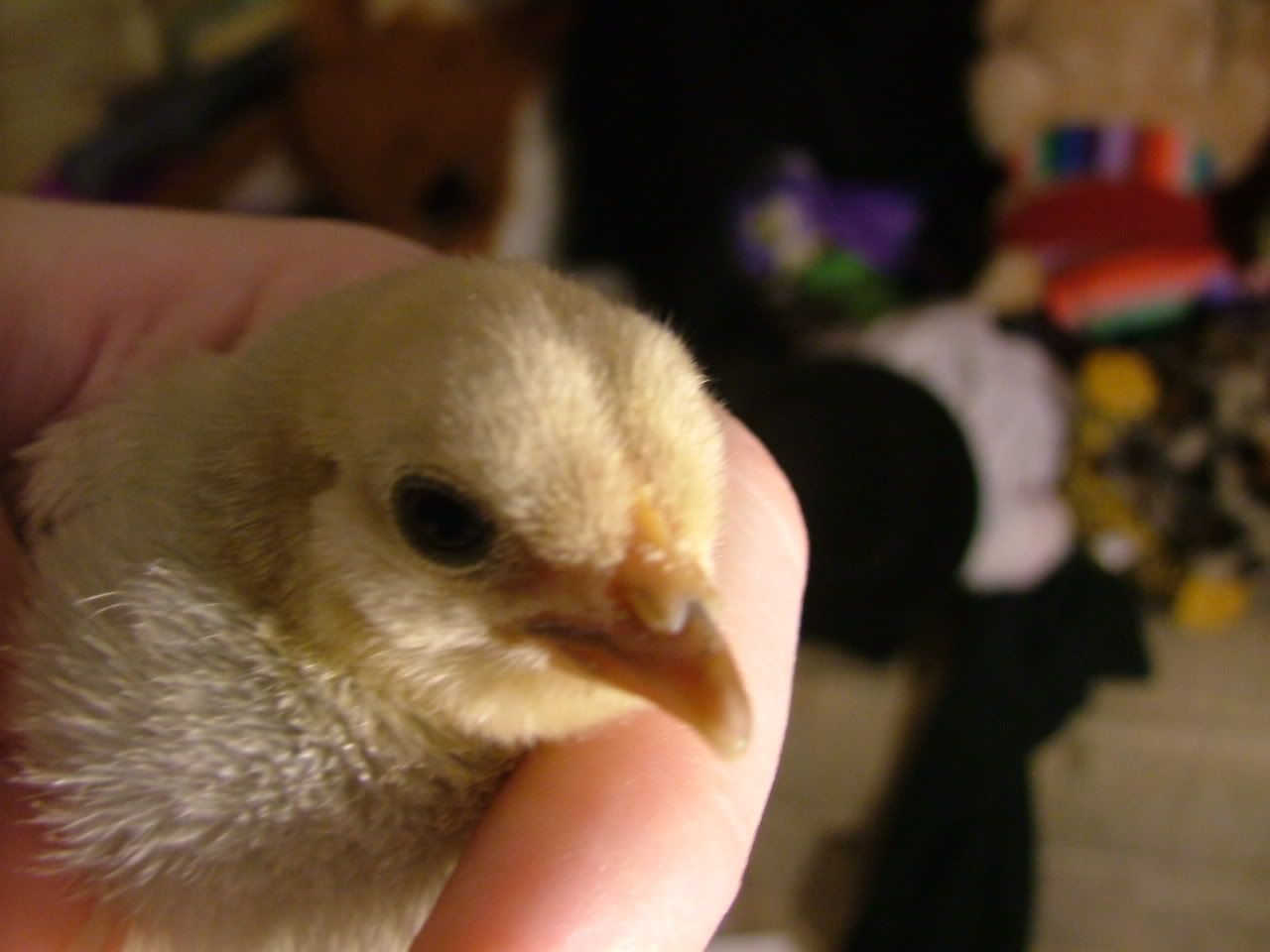DSCF4515.jpg